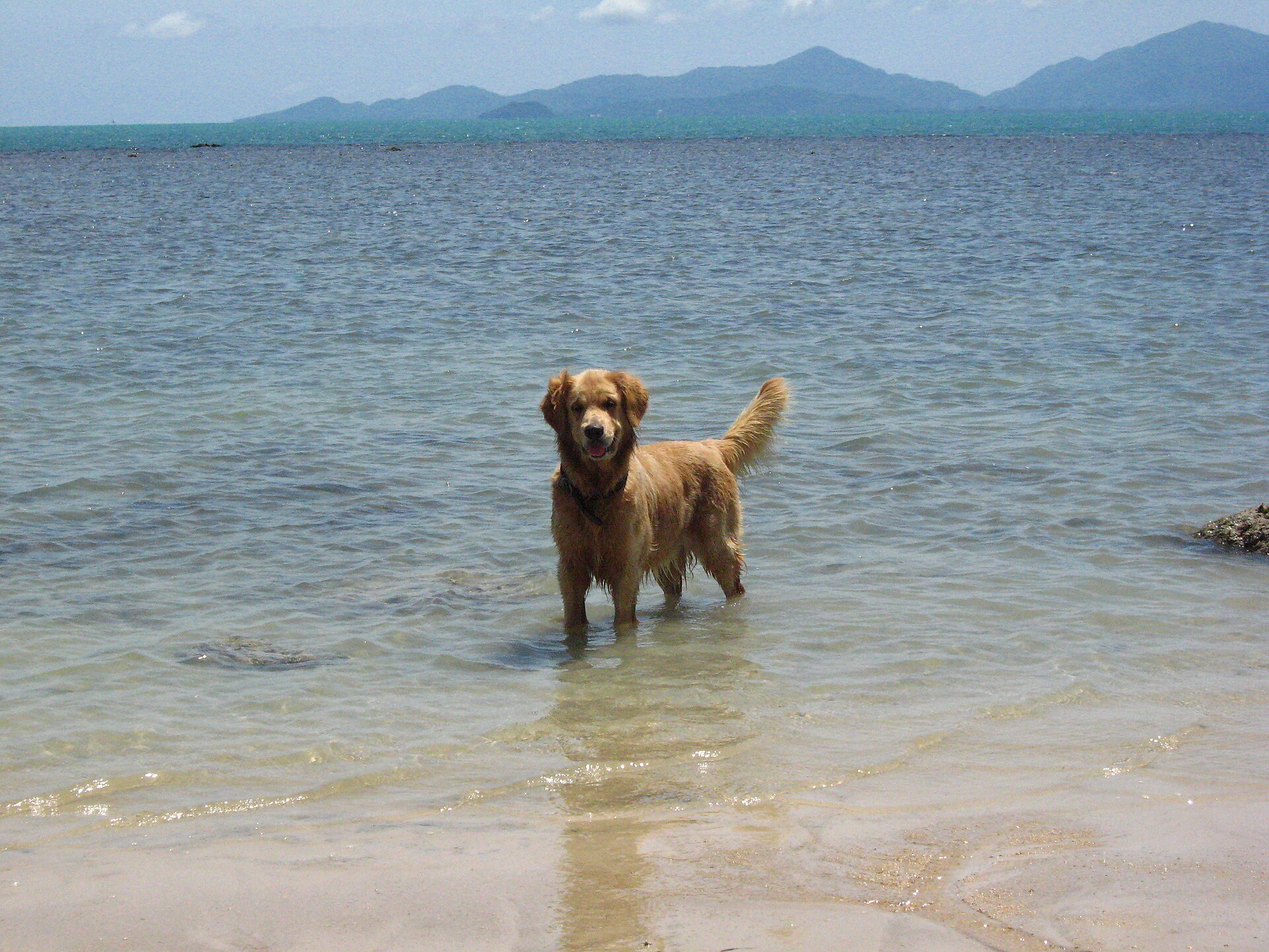The dog hunts on crabs on a beach of Samui   panoramio