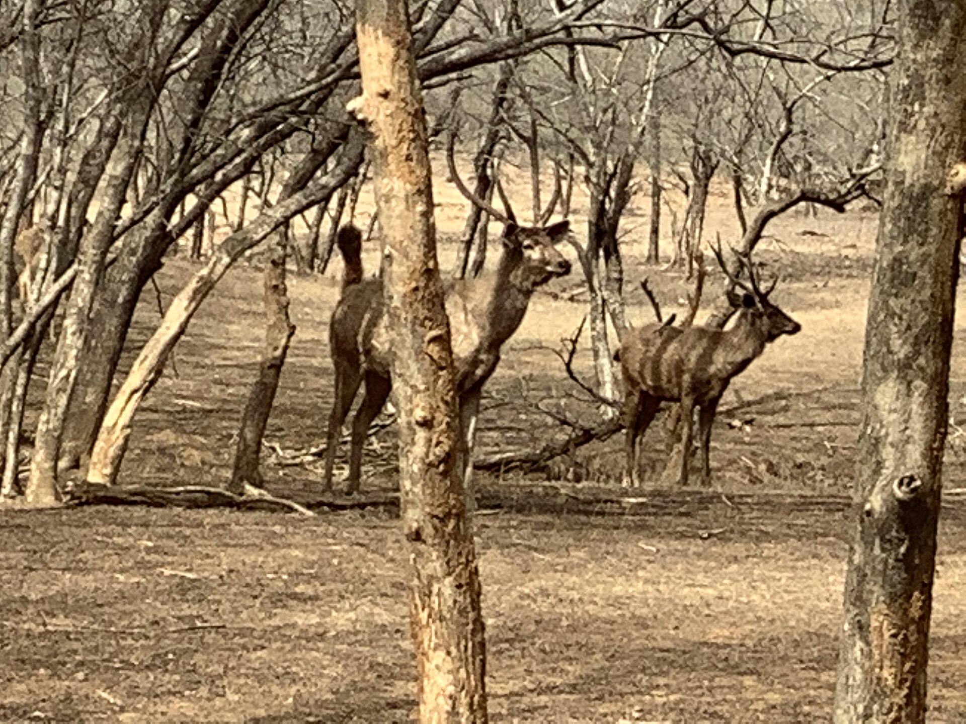 Deer in Forest M2