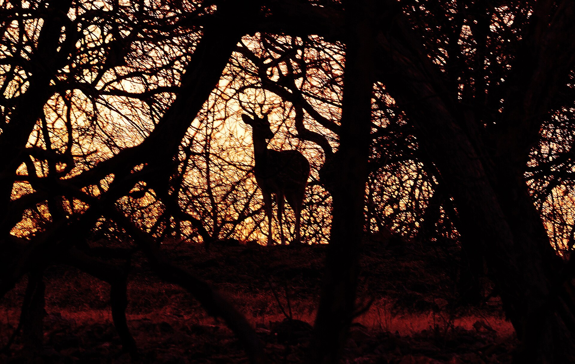 A deer at Gir National Park, Gujarat, India (2016)