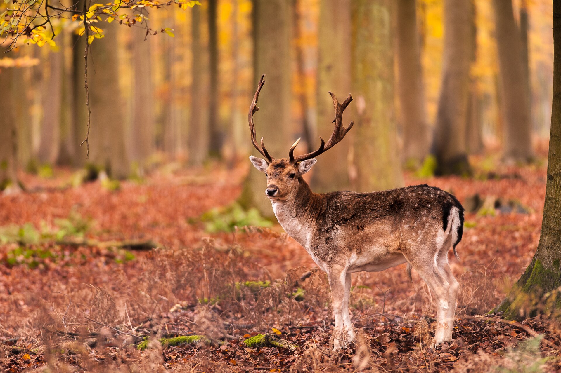 Morning Deer (92789007)