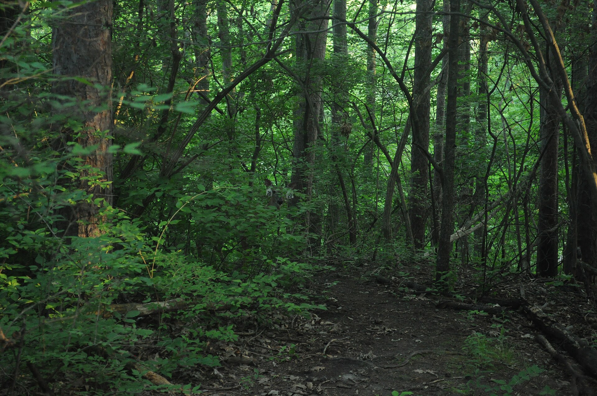 Deer 20 in the Nichols Arboretum