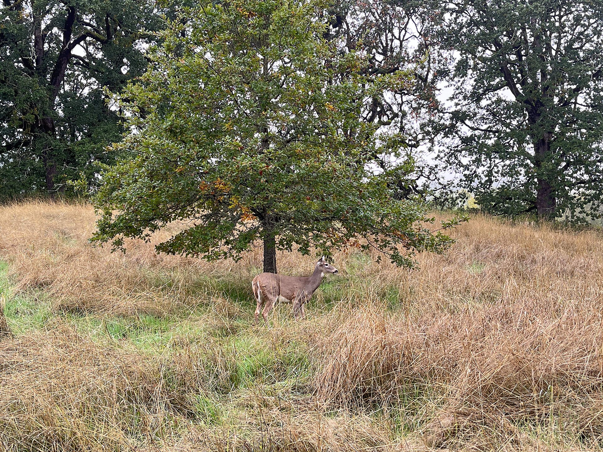 Fall morning at Ridgefield National Wildlife Refuge (51581260142)