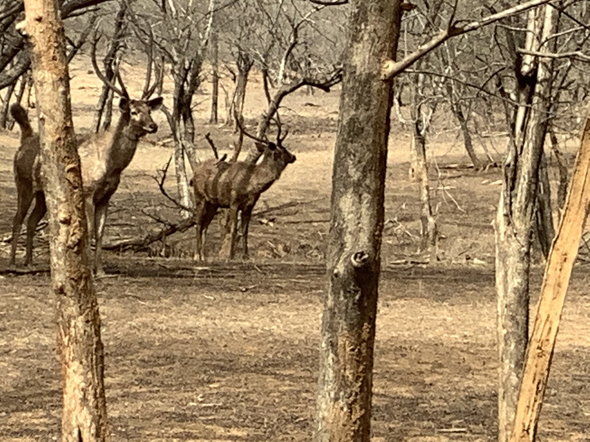 Deer in Forest M1