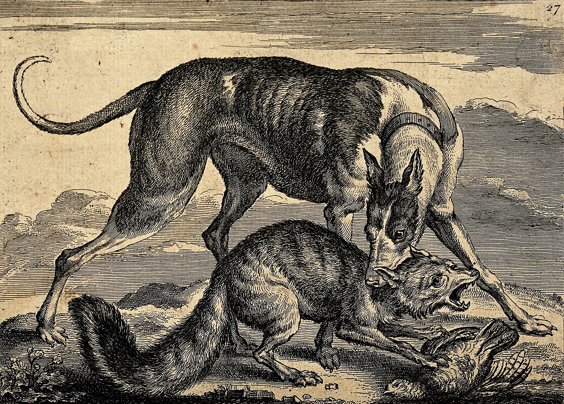 A hunting dog is biting a fox which in turn is killing a bird Wellcome V0020448