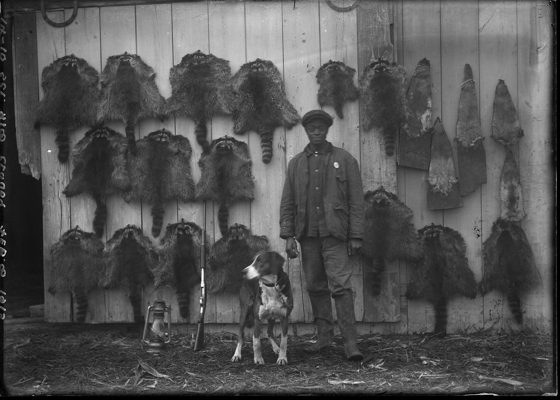 Three photographs of an unknown man with his hunting dog, standing in front of a display of raccoon pelts, 1915 February 8   DPLA   eef96f2dbb7c7f57aa55db8c08b30271 (page 3)