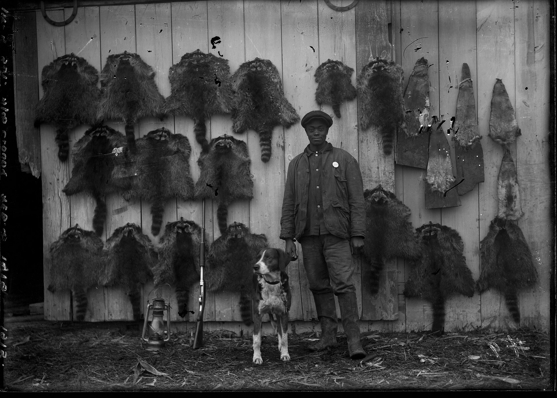Three photographs of an unknown man with his hunting dog, standing in front of a display of raccoon pelts, 1915 February 8   DPLA   eef96f2dbb7c7f57aa55db8c08b30271 (page 1)