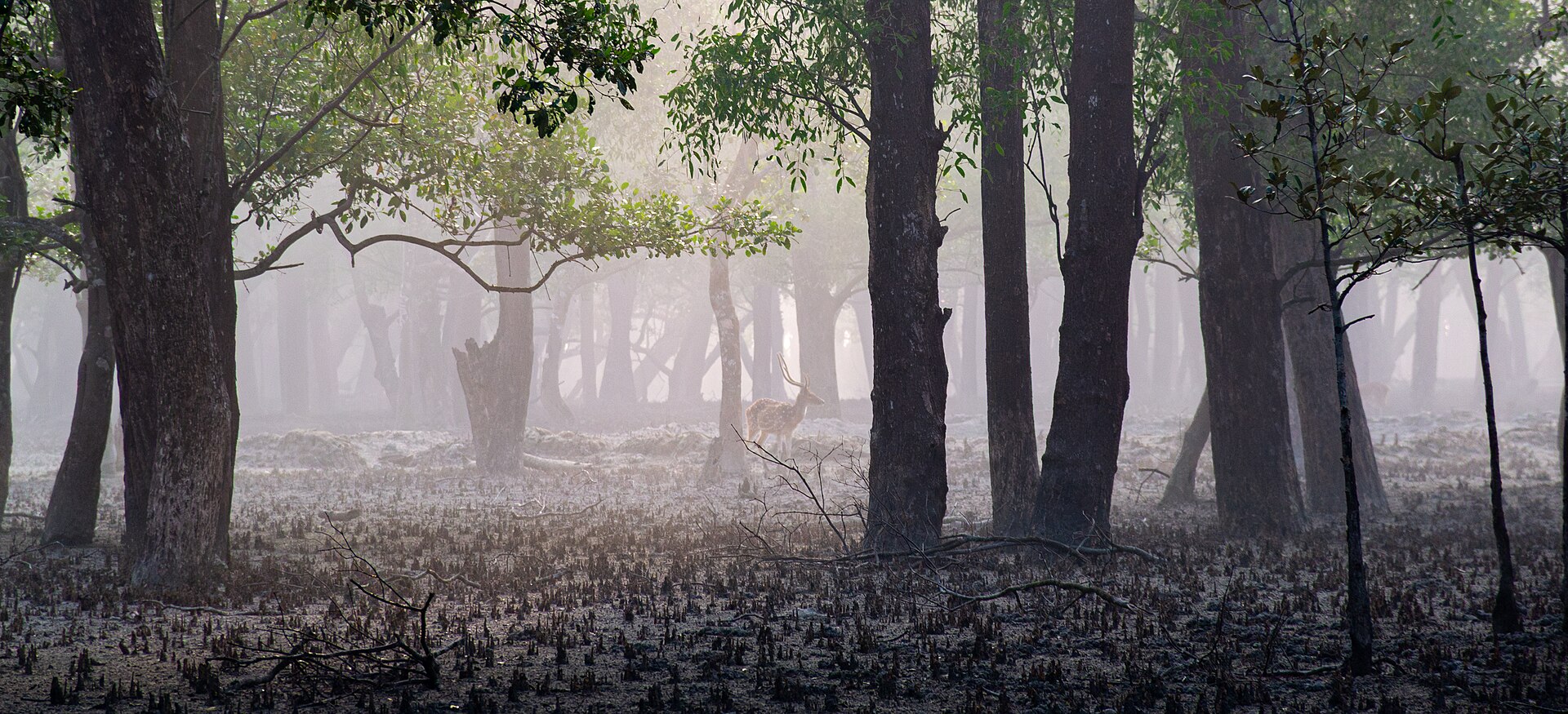 A deer deep inside forest in morning light