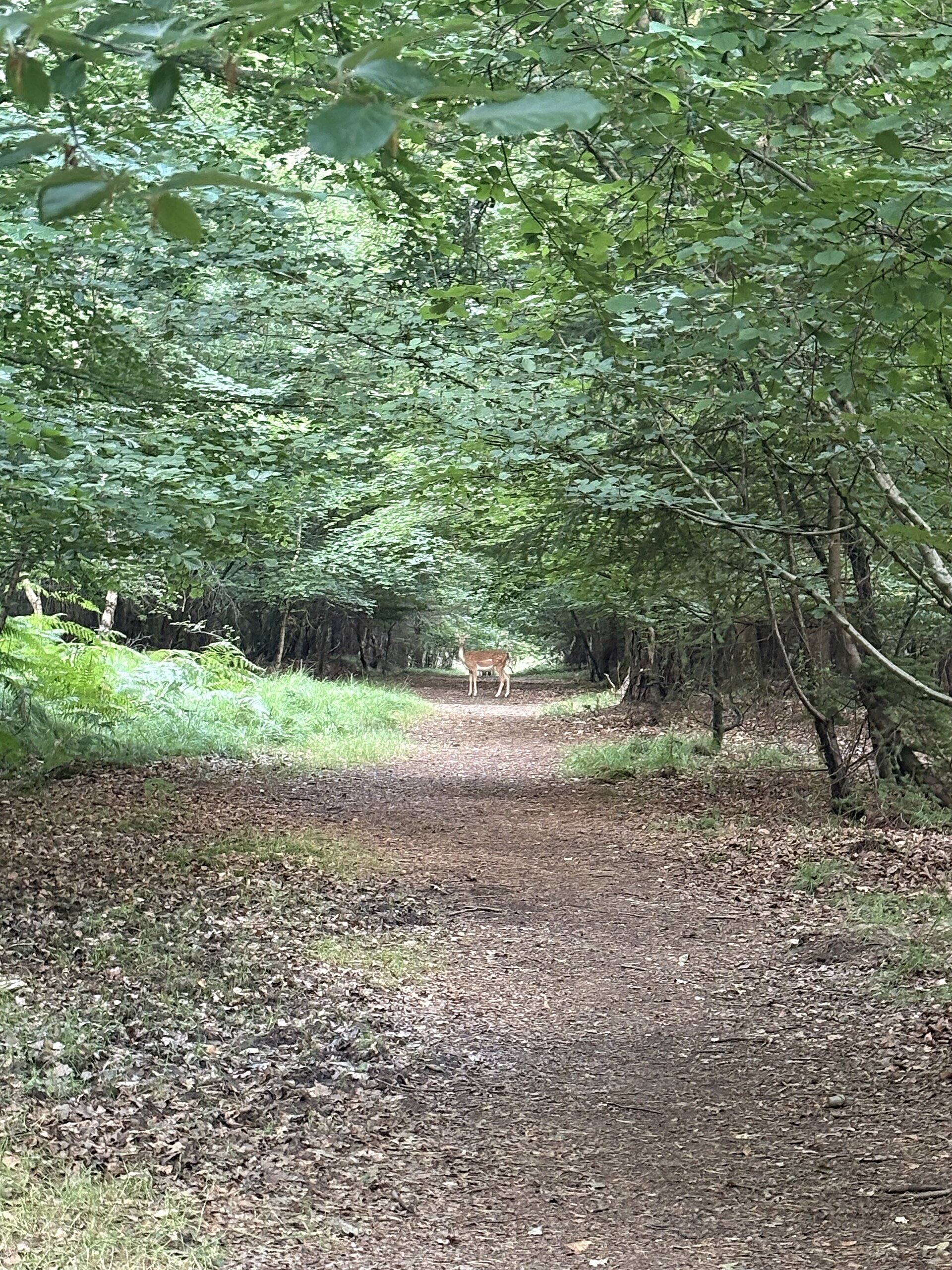 Good morning deer