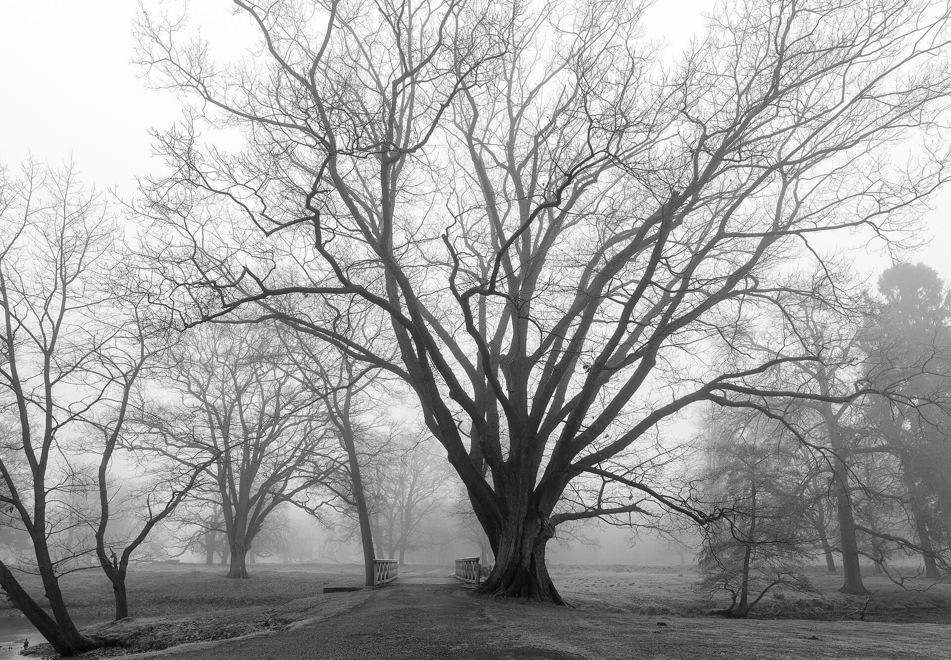 Dülmen, Wildpark    2017    0009 (bw)