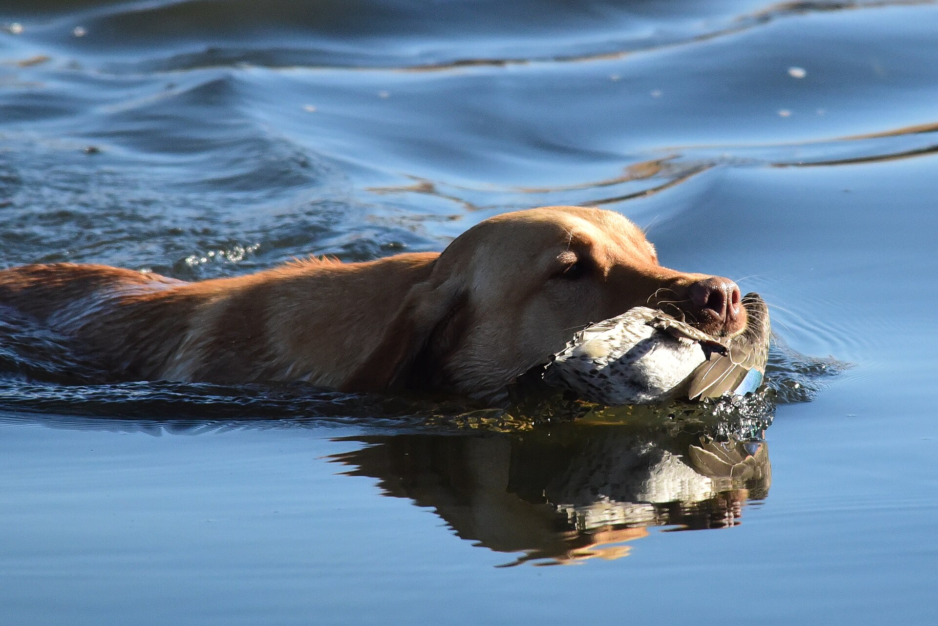 Duck Hunting Traditions (50570221537)