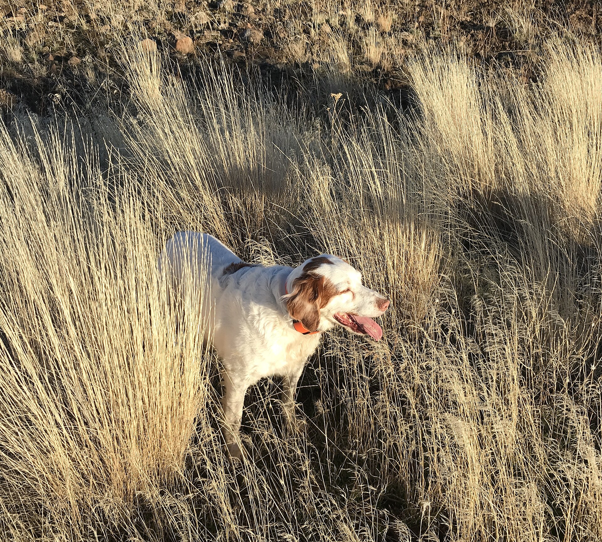 Hunting in central Oregon (38706266401)